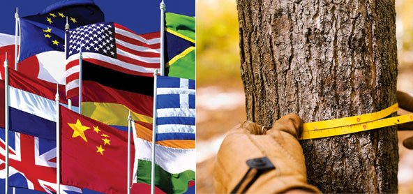 dbh measure international