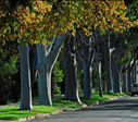 Tree Characteristics are those attributes that define trees in the landscape. This can include items single trees, street trees, tree canopy cover and other related aspects that characterize how a tree grows in the landscape. street-trees 2